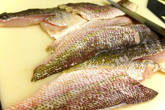 Red-Snapper