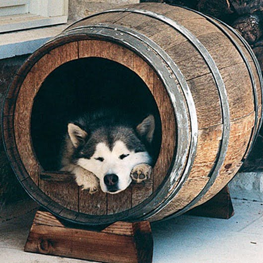 wine-barrel-dog-kennel
