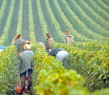 Hand-harvesting grapes for Champagne.