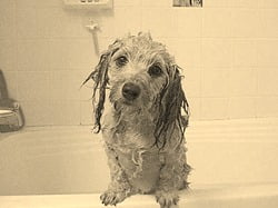 Wet dog...not as cute when it's in your wine.