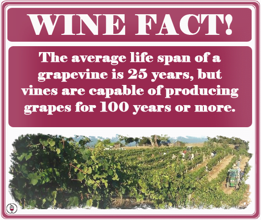wine-fact-age-of-vines